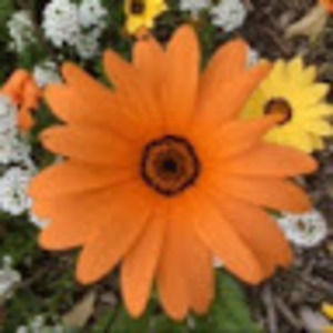 Meet your Posher, Alejandra